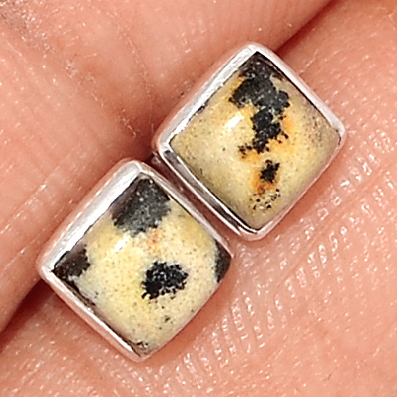 Dalmatian Studs - DALS11