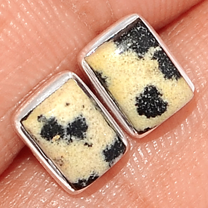 Dalmatian Studs - DALS17