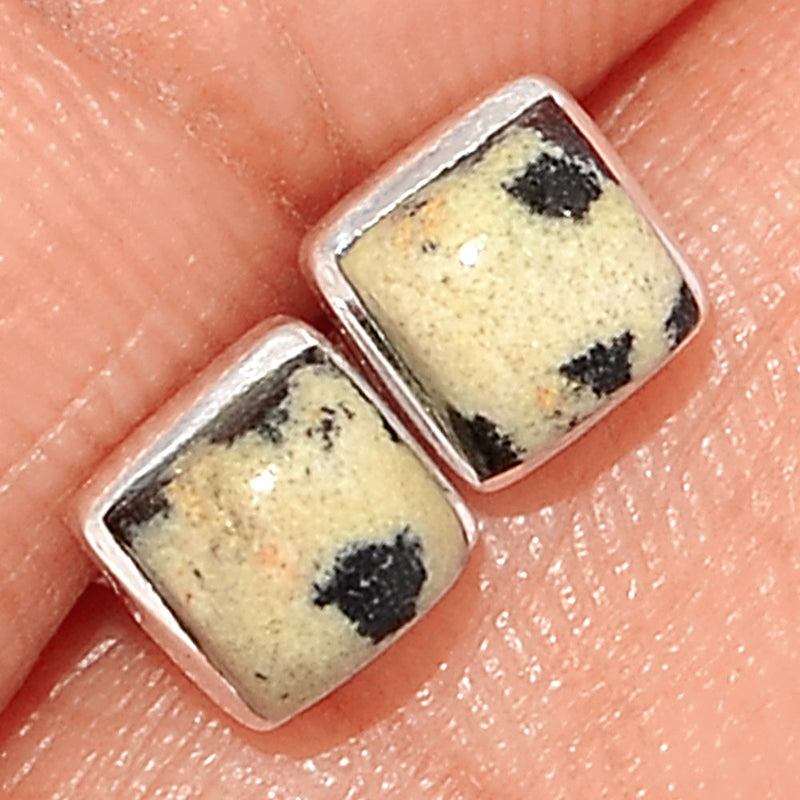 Dalmatian Studs - DALS18