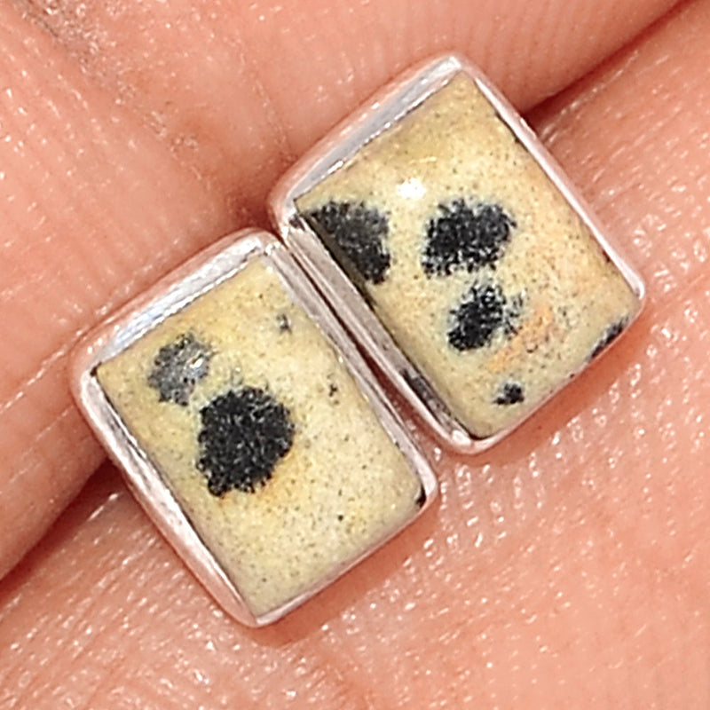 Dalmatian Studs - DALS2