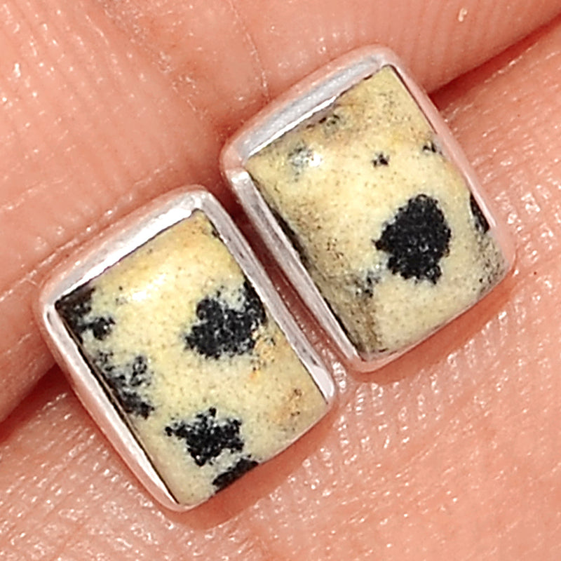 Dalmatian Studs - DALS31