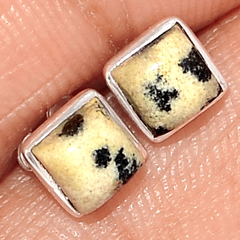 Dalmatian Studs - DALS33