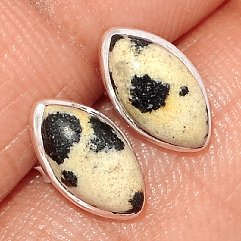 Dalmatian Studs - DALS4