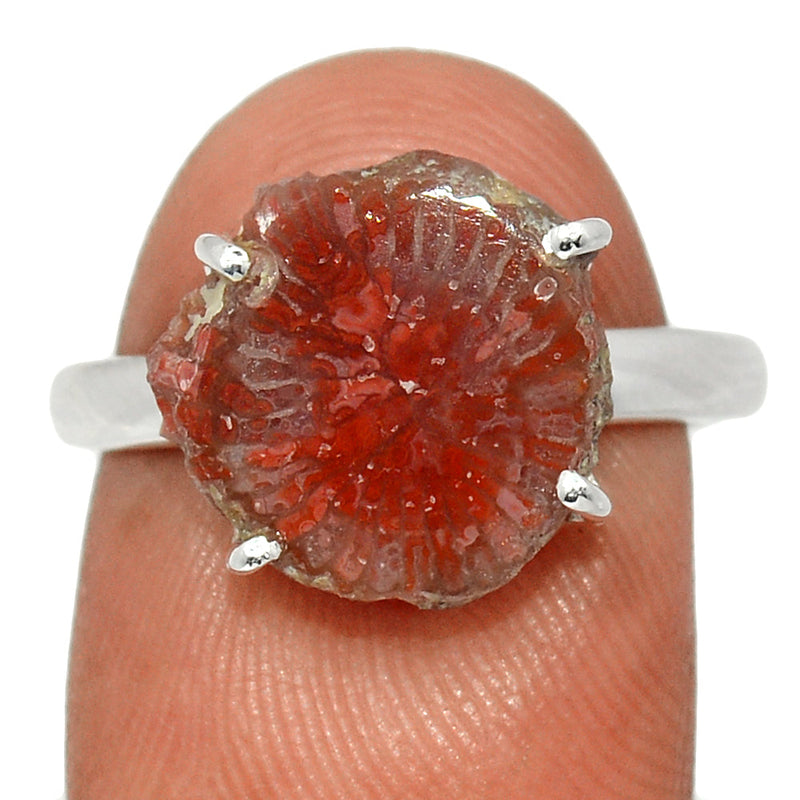 Claw - Red Horn Coral Slice Ring - RHSR2